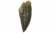 Serrated, Raptor Tooth - Real Dinosaur Tooth #219605-1